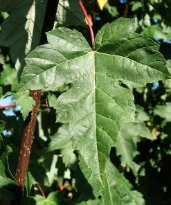 Fast Growing Trees Redpointe® Maple Maple Trees 11 Fast Growing Trees Redpointe® Maple Maple Trees