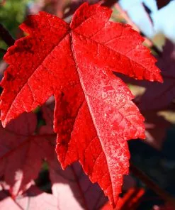 Fast Growing Trees Redpointe® Maple Maple Trees 10 Fast Growing Trees Redpointe® Maple Maple Trees