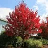 Fast Growing Trees Redpointe® Maple Maple Trees 1 Fast Growing Trees Redpointe® Maple Maple Trees