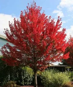 Fast Growing Trees Redpointe® Maple Maple Trees