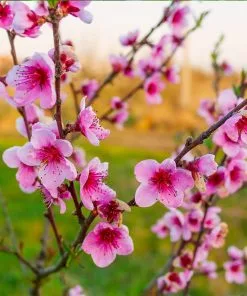 Fast Growing Trees Peach Trees Redskin Peach Tree 8 Fast Growing Trees Peach Trees Redskin Peach Tree