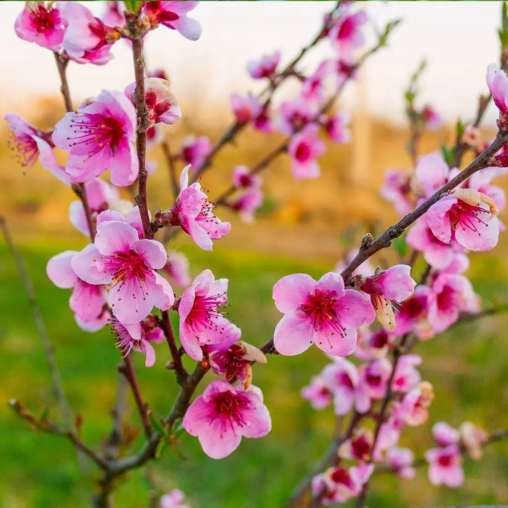 Fast Growing Trees Peach Trees Redskin Peach Tree 5 Fast Growing Trees Peach Trees Redskin Peach Tree