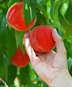 Fast Growing Trees Peach Trees Redskin Peach Tree