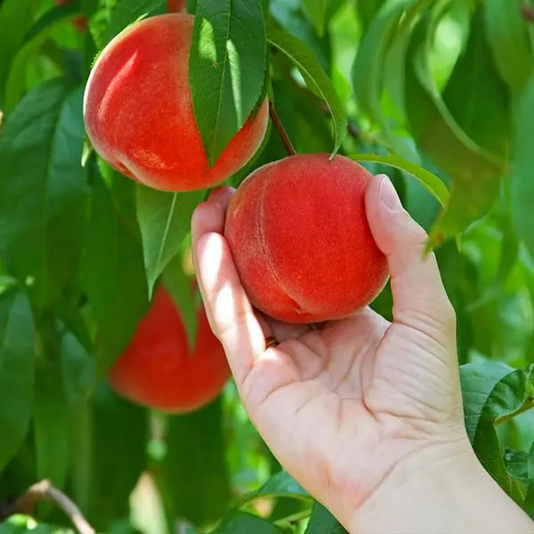 Fast Growing Trees Peach Trees Redskin Peach Tree 3 Fast Growing Trees Peach Trees Redskin Peach Tree