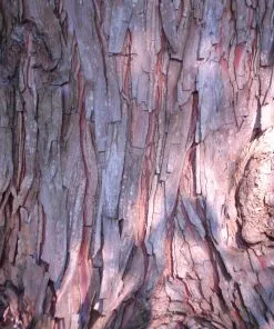 Fast Growing Trees Dawn Redwood Tree Plants For Wet Areas 13 Fast Growing Trees Dawn Redwood Tree Plants For Wet Areas