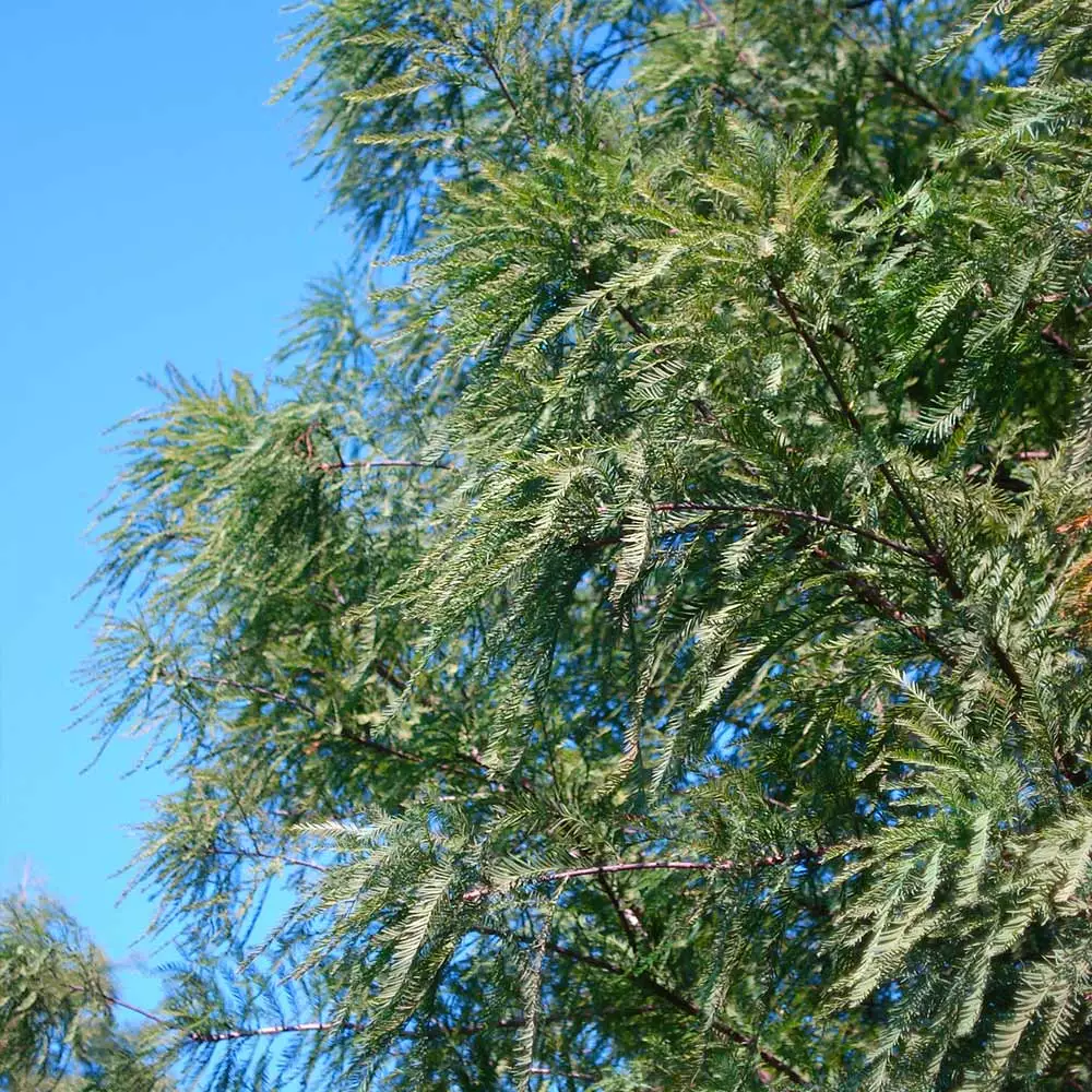 Fast Growing Trees Dawn Redwood Tree Plants For Wet Areas 8 Fast Growing Trees Dawn Redwood Tree Plants For Wet Areas