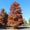 Fast Growing Trees Dawn Redwood Tree Plants For Wet Areas 1 Fast Growing Trees Dawn Redwood Tree Plants For Wet Areas