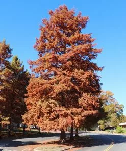 Fast Growing Trees Dawn Redwood Tree Plants For Wet Areas