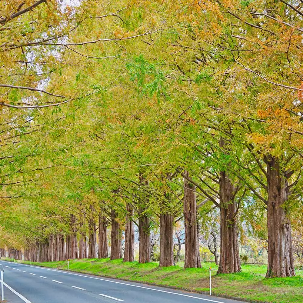 Fast Growing Trees Dawn Redwood Tree Plants For Wet Areas 9 Fast Growing Trees Dawn Redwood Tree Plants For Wet Areas