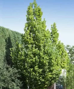 Fast Growing Trees Regal Prince Oak Tree 8 Fast Growing Trees Regal Prince Oak Tree