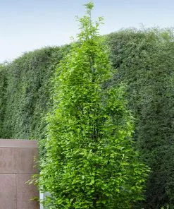 Fast Growing Trees Regal Prince Oak Tree 9 Fast Growing Trees Regal Prince Oak Tree