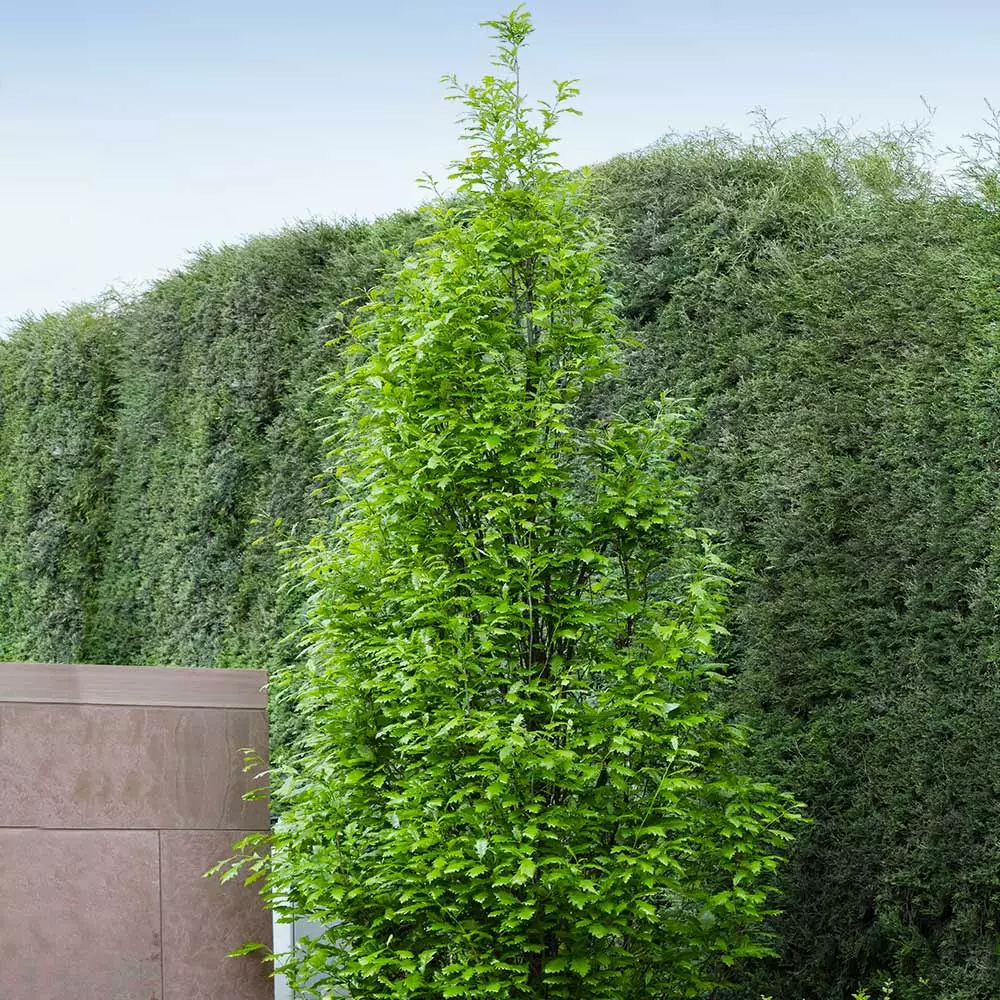 Fast Growing Trees Regal Prince Oak Tree 6 Fast Growing Trees Regal Prince Oak Tree