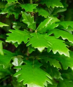 Fast Growing Trees Regal Prince Oak Tree