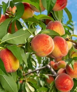 Fast Growing Trees Reliance Peach Tree