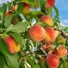 Fast Growing Trees Reliance Peach Tree 2 Fast Growing Trees Reliance Peach Tree