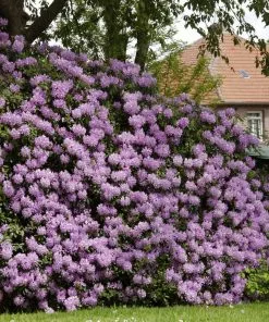 Fast Growing Trees Rhododendrons Lavender Rhododendron Shrub