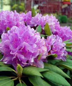 Fast Growing Trees Rhododendrons Lavender Rhododendron Shrub 9 Fast Growing Trees Rhododendrons Lavender Rhododendron Shrub