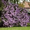 Fast Growing Trees Rhododendrons Lavender Rhododendron Shrub 2 Fast Growing Trees Rhododendrons Lavender Rhododendron Shrub