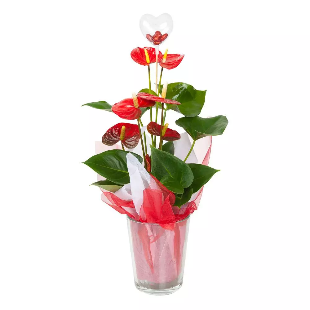 Fast Growing Trees Gift Plants Red Anthurium Plant 4 Fast Growing Trees Gift Plants Red Anthurium Plant
