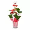 Fast Growing Trees Gift Plants Red Anthurium Plant 1 Fast Growing Trees Gift Plants Red Anthurium Plant