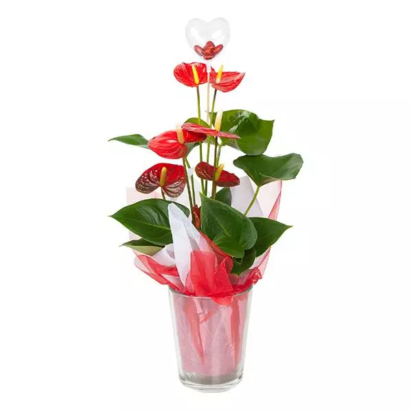 Fast Growing Trees Gift Plants Red Anthurium Plant 3 Fast Growing Trees Gift Plants Red Anthurium Plant