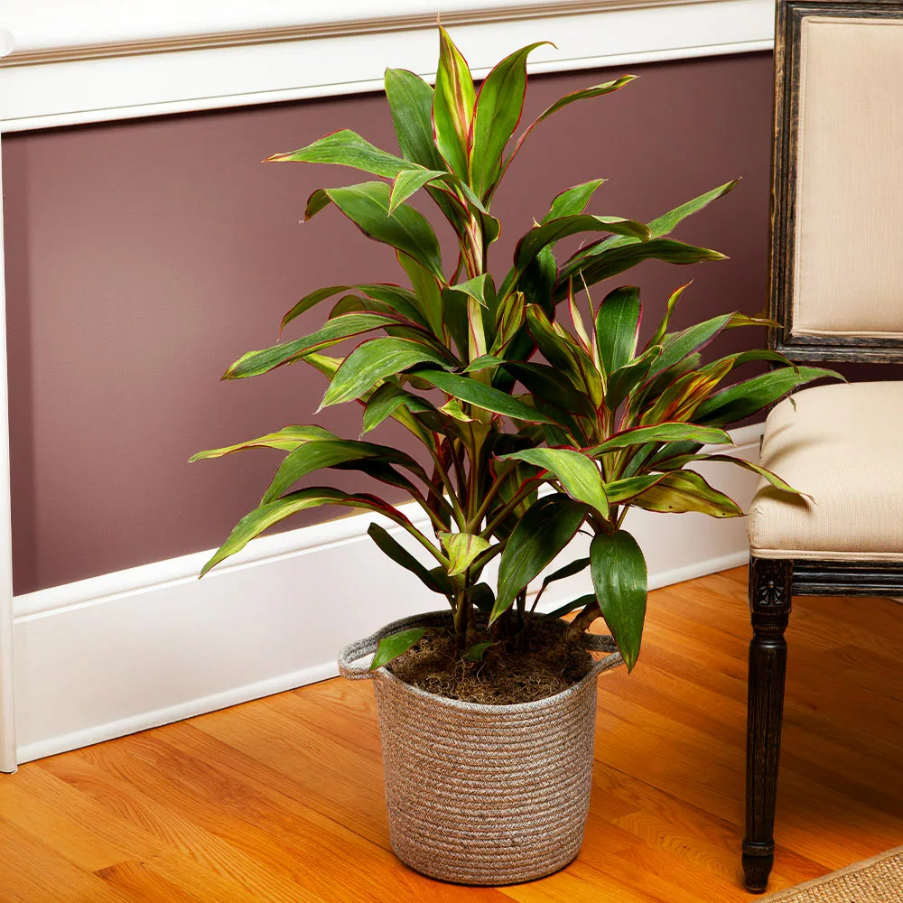 Fast Growing Trees Hawaiian Ti Plant 'Rising Sun' See All Shrubs & Hedges 4 Fast Growing Trees Hawaiian Ti Plant 'Rising Sun' See All Shrubs & Hedges