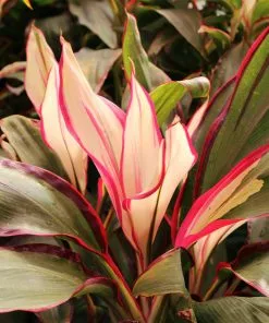 Fast Growing Trees Hawaiian Ti Plant 'Rising Sun' See All Shrubs & Hedges 13 Fast Growing Trees Hawaiian Ti Plant 'Rising Sun' See All Shrubs & Hedges