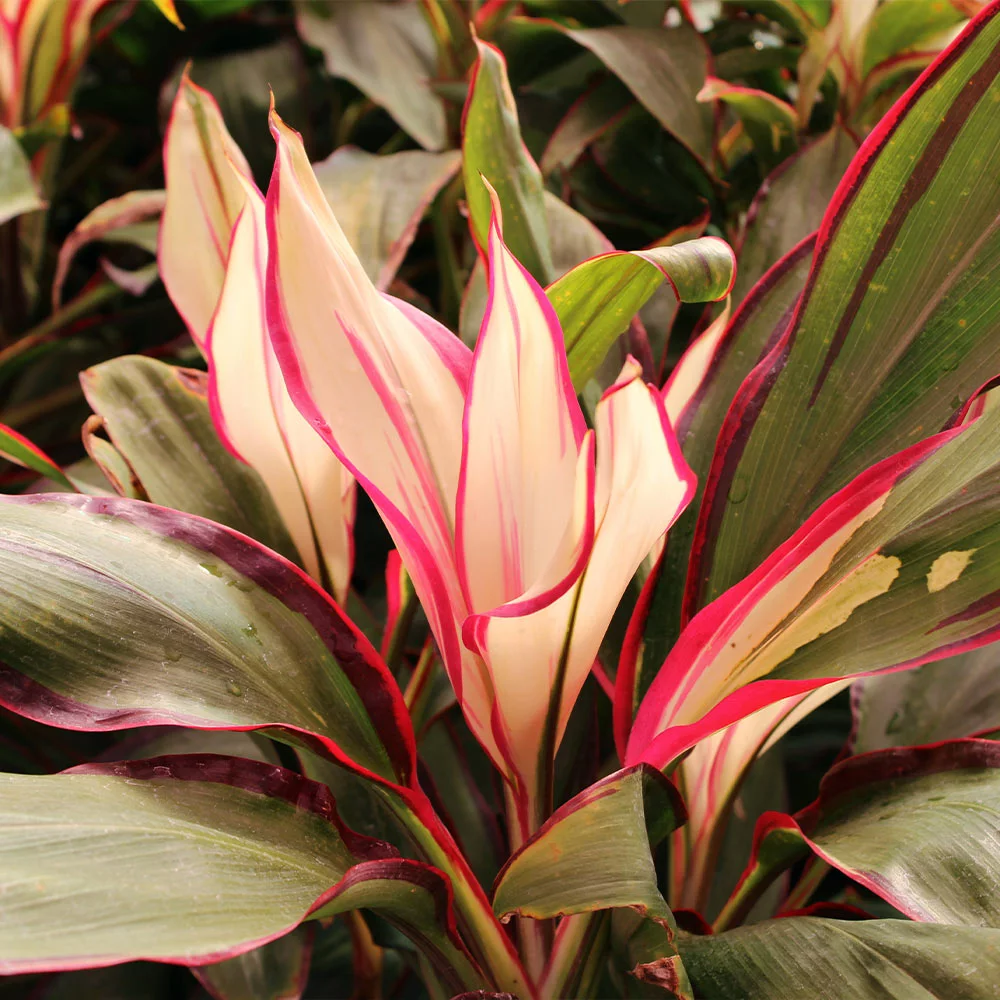 Fast Growing Trees Hawaiian Ti Plant 'Rising Sun' See All Shrubs & Hedges 6 Fast Growing Trees Hawaiian Ti Plant 'Rising Sun' See All Shrubs & Hedges