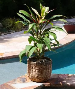 Fast Growing Trees Hawaiian Ti Plant 'Rising Sun' See All Shrubs & Hedges 14 Fast Growing Trees Hawaiian Ti Plant 'Rising Sun' See All Shrubs & Hedges