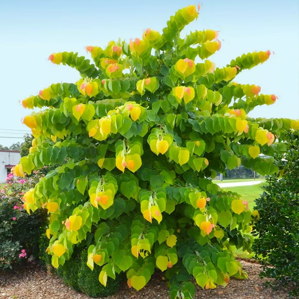 Fast Growing Trees Redbud Trees The Rising Sun™ Eastern Redbud Tree 4 Fast Growing Trees Redbud Trees The Rising Sun™ Eastern Redbud Tree