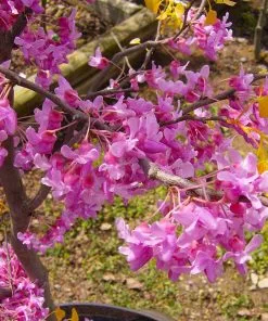 Fast Growing Trees Redbud Trees The Rising Sun™ Eastern Redbud Tree 11 Fast Growing Trees Redbud Trees The Rising Sun™ Eastern Redbud Tree