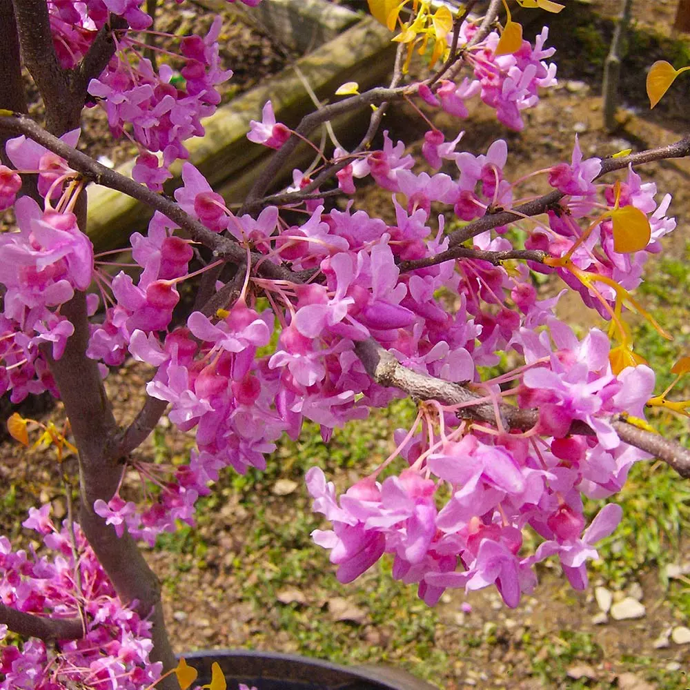 Fast Growing Trees Redbud Trees The Rising Sun™ Eastern Redbud Tree 6 Fast Growing Trees Redbud Trees The Rising Sun™ Eastern Redbud Tree