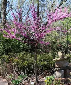 Fast Growing Trees Redbud Trees The Rising Sun™ Eastern Redbud Tree 12 Fast Growing Trees Redbud Trees The Rising Sun™ Eastern Redbud Tree