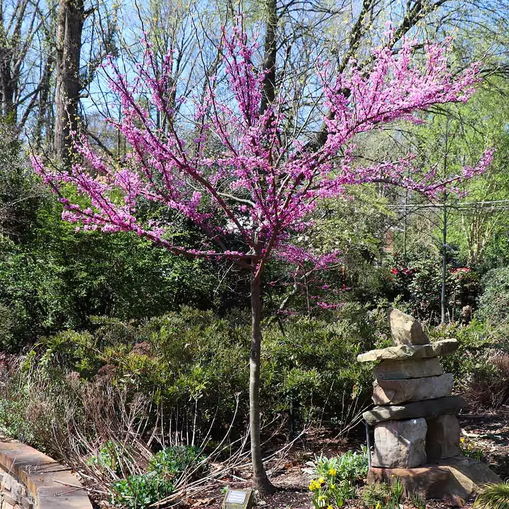 Fast Growing Trees Redbud Trees The Rising Sun™ Eastern Redbud Tree 7 Fast Growing Trees Redbud Trees The Rising Sun™ Eastern Redbud Tree