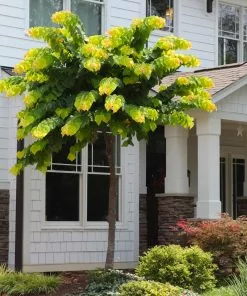 Fast Growing Trees Redbud Trees The Rising Sun™ Eastern Redbud Tree 13 Fast Growing Trees Redbud Trees The Rising Sun™ Eastern Redbud Tree