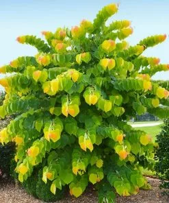 Fast Growing Trees Redbud Trees The Rising Sun™ Eastern Redbud Tree