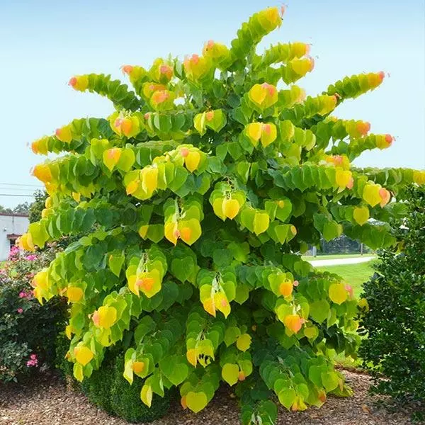 Fast Growing Trees Redbud Trees The Rising Sun™ Eastern Redbud Tree 3 Fast Growing Trees Redbud Trees The Rising Sun™ Eastern Redbud Tree