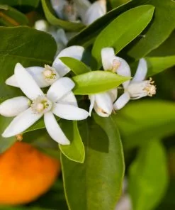 Fast Growing Trees Robertson Navel Orange 10 Fast Growing Trees Robertson Navel Orange