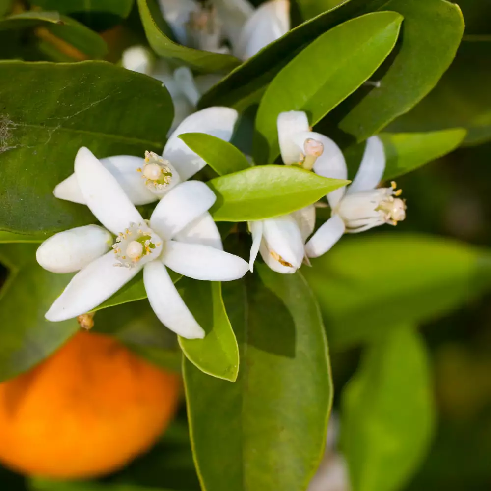 Fast Growing Trees Robertson Navel Orange 5 Fast Growing Trees Robertson Navel Orange