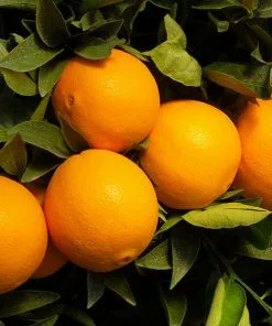 Fast Growing Trees Robertson Navel Orange