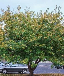 Fast Growing Trees Robinson Crabapple Tree 9 Fast Growing Trees Robinson Crabapple Tree