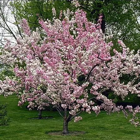 Fast Growing Trees Robinson Crabapple Tree 7 Fast Growing Trees Robinson Crabapple Tree