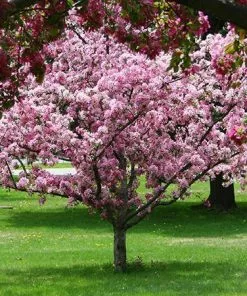 Fast Growing Trees Robinson Crabapple Tree