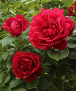 Fast Growing Trees Blaze Improved Climbing Rose