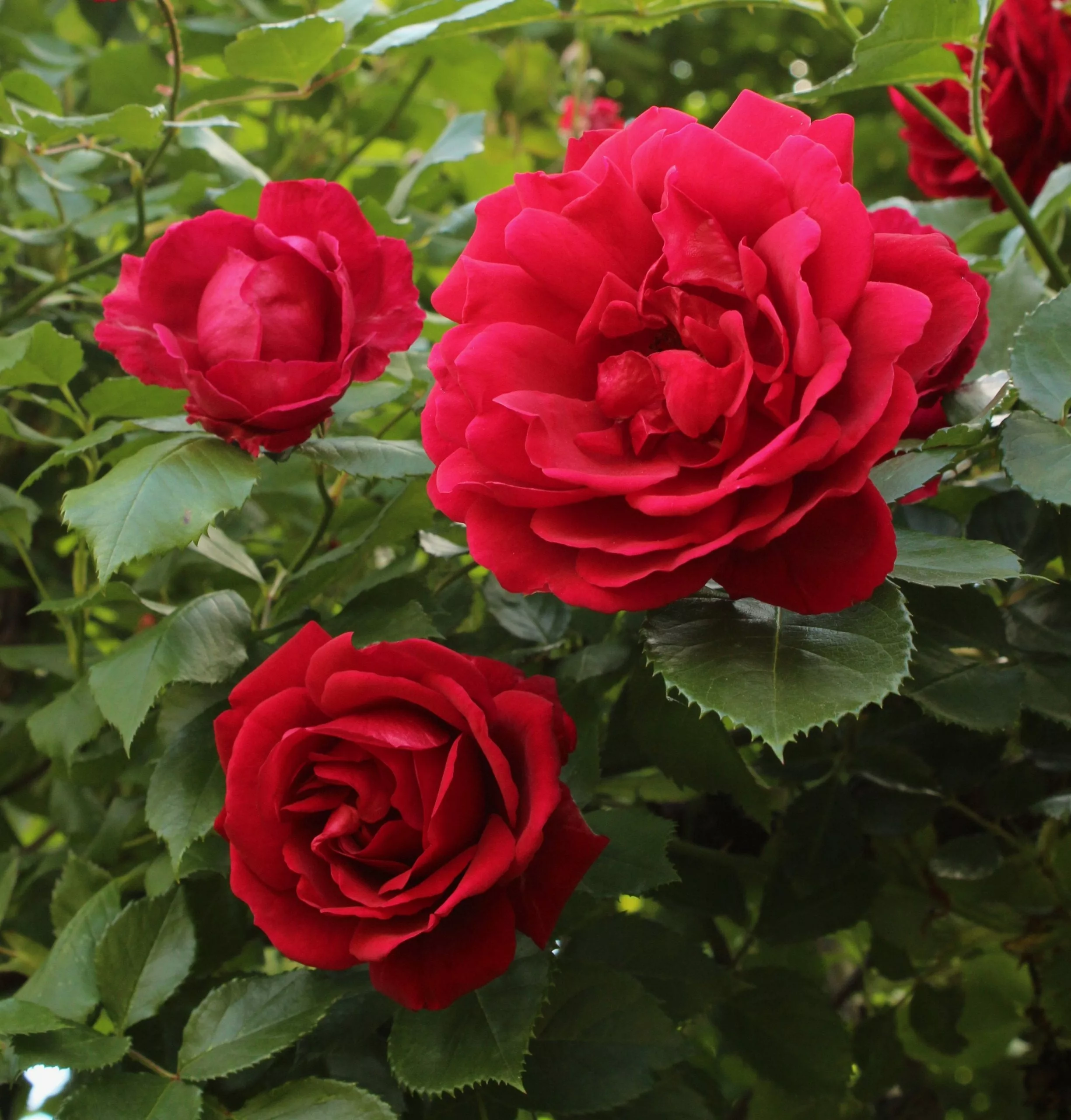 Fast Growing Trees Blaze Improved Climbing Rose 4 Fast Growing Trees Blaze Improved Climbing Rose