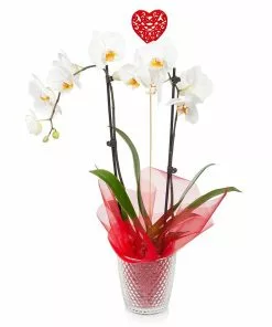 Fast Growing Trees White Orchid Plant Gift Plants