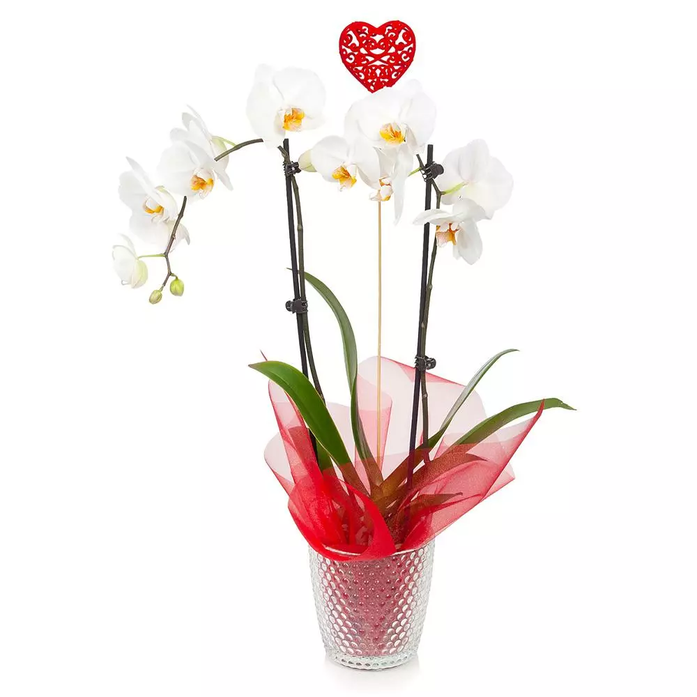 Fast Growing Trees White Orchid Plant Gift Plants 4 Fast Growing Trees White Orchid Plant Gift Plants