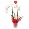 Fast Growing Trees White Orchid Plant Gift Plants 2 Fast Growing Trees White Orchid Plant Gift Plants