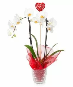 Fast Growing Trees White Orchid Plant Gift Plants