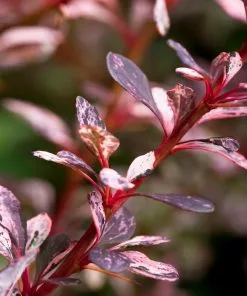 Fast Growing Trees Rose Glow Barberry Shrub 8 Fast Growing Trees Rose Glow Barberry Shrub